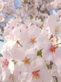 【兵庫・丹波篠山】超穴場！500ｍの桜トンネル