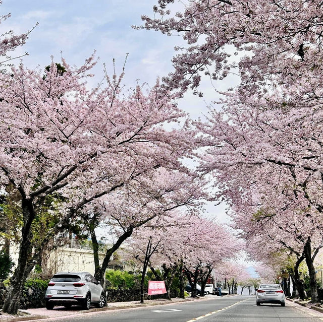 Stunning Cherry Blossom in Jeju Islands