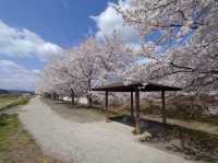 Cherry Blossom in Ogawara Park