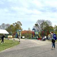 【ネモフィラ】大分県杵築市るるパーク