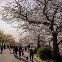 🇯🇵 Osaka castle park | Mesmerizing view of cherry blossom 🌸