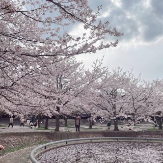 만개의 벚꽃 2024/4/11