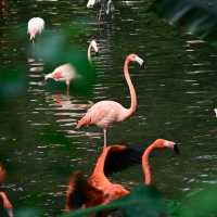 【東京景點】上野動物園：珍稀動物天堂