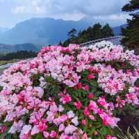 佘山國家森林公園：青翠山水畫捲