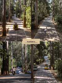 📍ปักหมุด 6 พิกัด เที่ยวเชียงดาว 2 วัน 1 คืน ⛰️🌲🏠