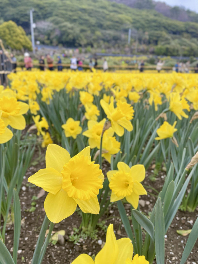 💐거제 공곶이 가신다구요? 이렇게 가지마세요🙅🏻‍♀️