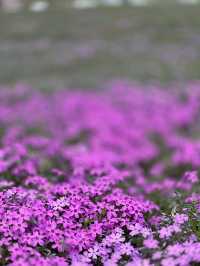 北海道最推薦的芝櫻公園💐
