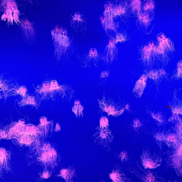 Amazing Experience at COEX Aquarium!
