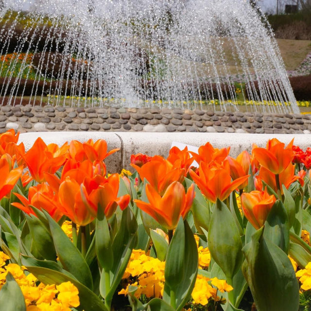 國營陸奧森林湖畔公園賞花