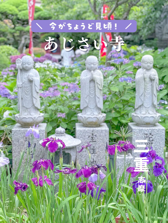 【三重・志摩】今がちょうど見頃！あじさい寺