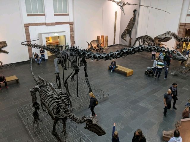 Fun Visit to the Frankfurt Natural History Museum