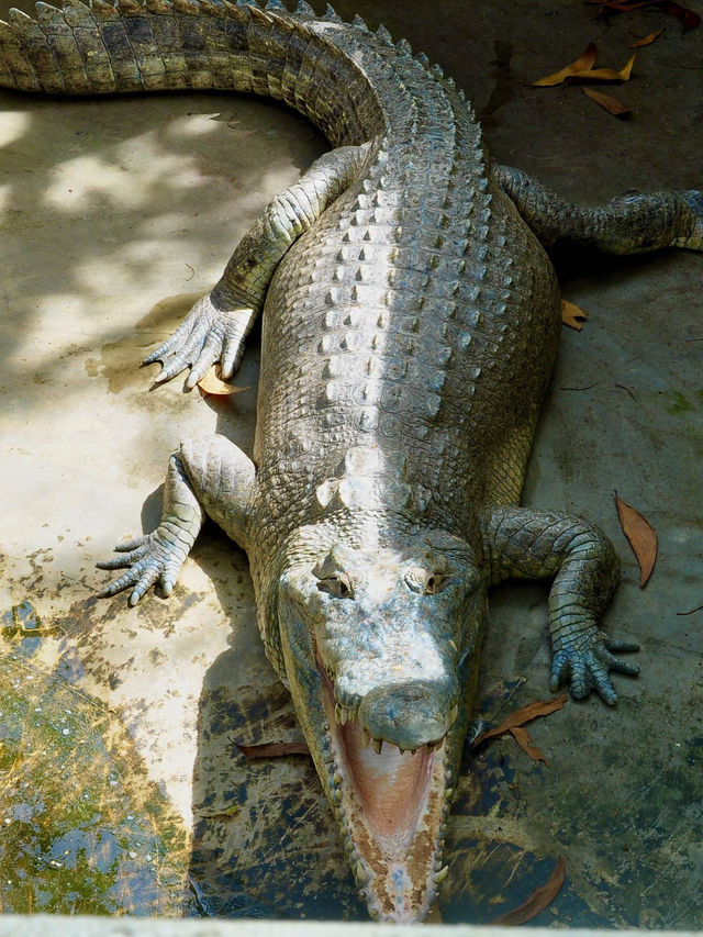 The first and largest crocodile farm in northern Sarawak🇲🇾