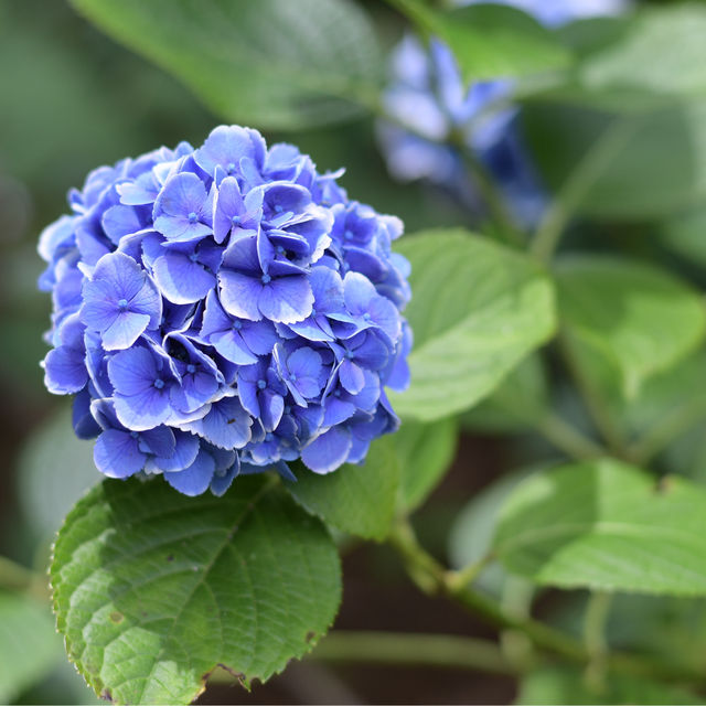 【Tokyo🇯🇵】神代植物公園　あじさいスポット