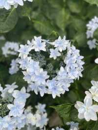 リピート決定💠🤗絶景すぎる紫陽花の楽園🤗💠