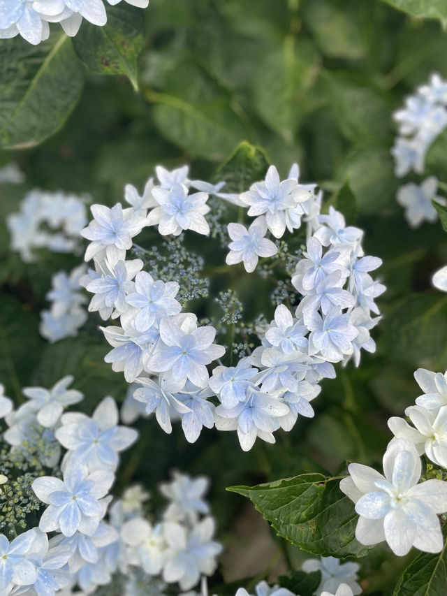 リピート決定💠🤗絶景すぎる紫陽花の楽園🤗💠