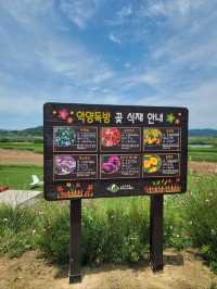 경비행기를 볼수 있는 함안 악양둑방길💚