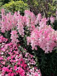 【大分観光/花畑】久住