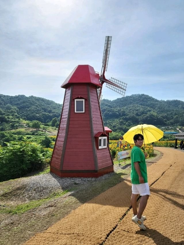 역대급 해바라기축제가 열리는 함안 강주마을