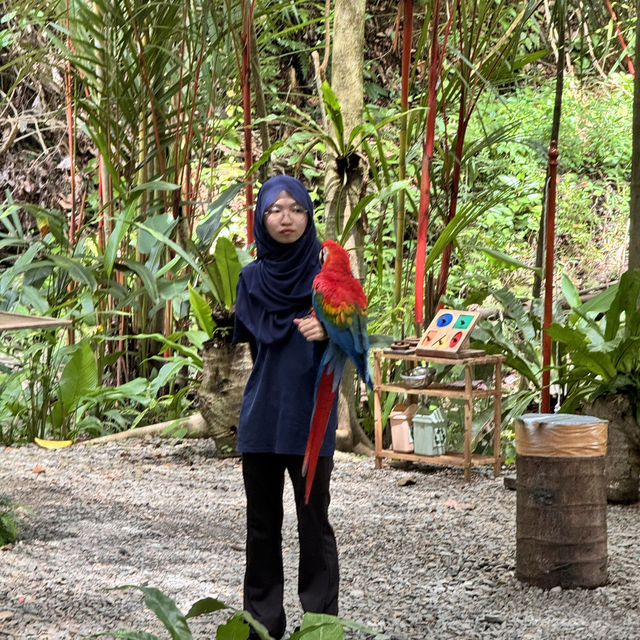Lokkawi wildlife, Sabah