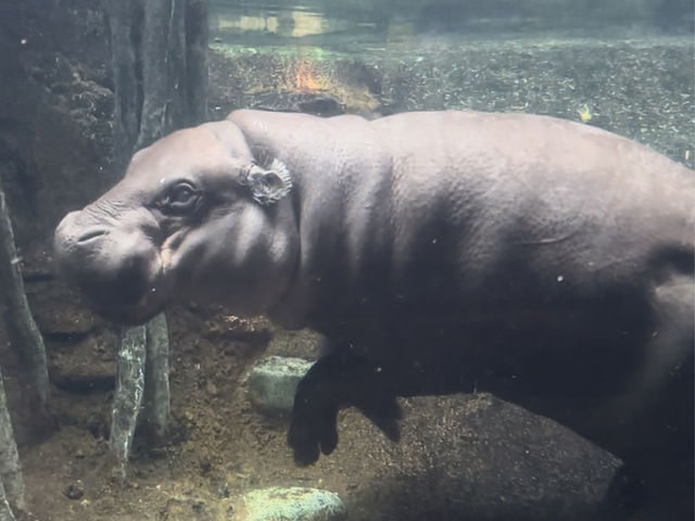 【美國🇺🇸芝加哥】☀️免費入場☀️林肯公園動物園，觀賞動物，適合全天遊玩