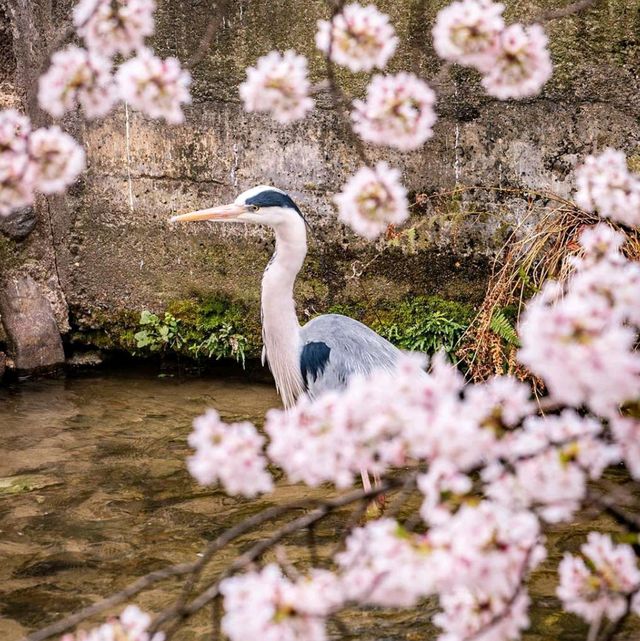 Explore Kyoto City Streets 🚶‍♂️✨