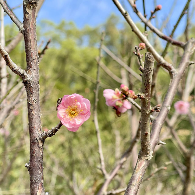 深圳福田梅園-梅花品種豐富，交通方便，影相打咭好地方