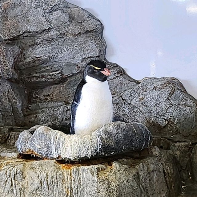天保山大摩天輪+海游館+聖瑪利亞號=一站式嘅親子旅遊好去處