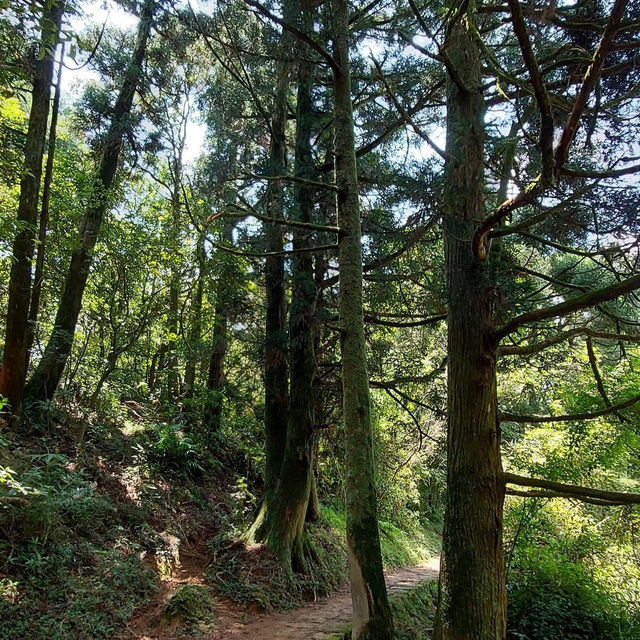 和美山步道：賞景登山健行，享受綠色長廊的靜謐祥和