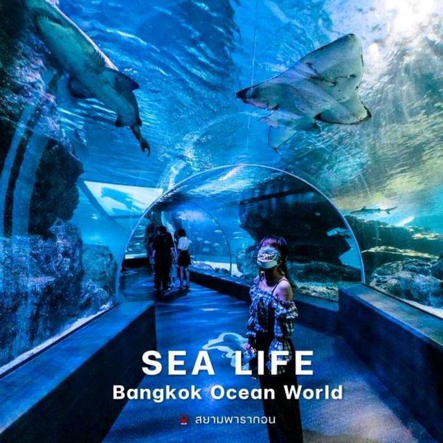 🐬 ท่องโลกใต้ทะเลสุดอลัง! อยู่แค่พารากอนนี่เอง