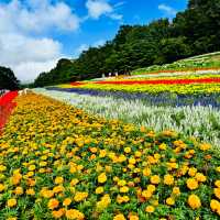 Tambara Lavender Park