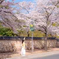 올 봄, 경주를 가야 하는 이유🌸