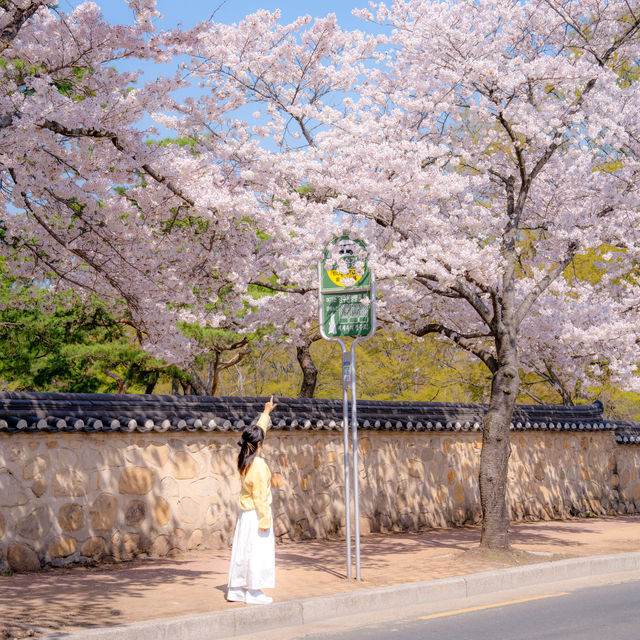 올 봄, 경주를 가야 하는 이유🌸