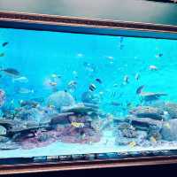 【首爾親子遊】Coex水族館：色彩繽紛海洋生物，100種旅行方式