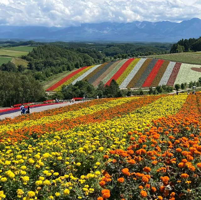 August Flower blossom in Hokkiado 