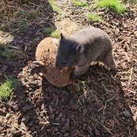 Experience Tasmania’s Wildlife at East Coast Natureworld, Bicheno