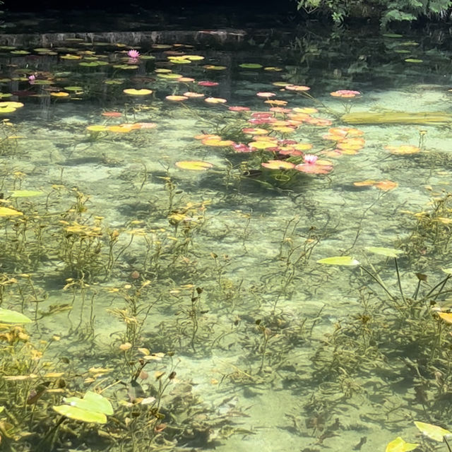 名もなき池 （通称:モネの池）