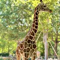 🌎廣州動物園～可愛動物世界🌎