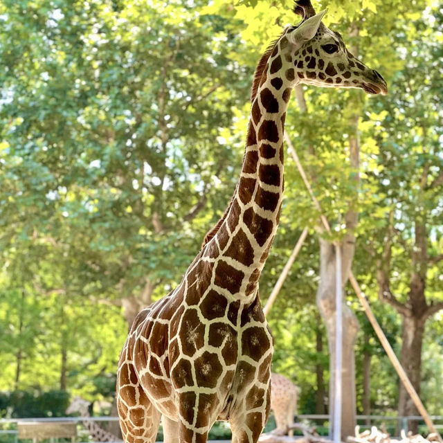 🌎廣州動物園～可愛動物世界🌎