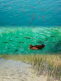 Embracing Nature's Beauty at Plitvice Lakes National Park