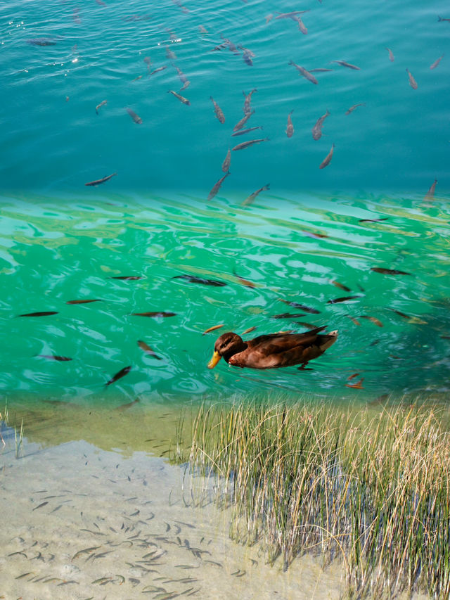 Embracing Nature's Beauty at Plitvice Lakes National Park