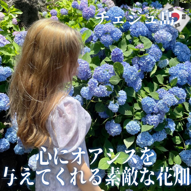 【韓国】チェジュ島にあるあじさい畑を楽しめるカフェ🪻