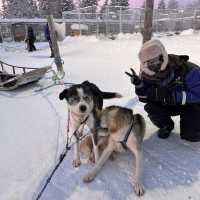 フィンランドで犬ぞり