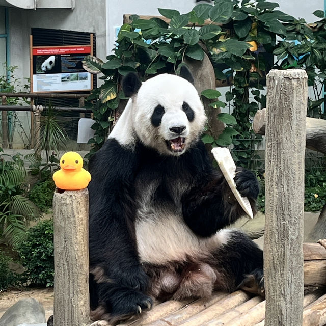 🇲🇾馬來西亞吉隆坡-Zoo Negara Malaysia 