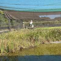 千葉県野田市【コウノトリの里】