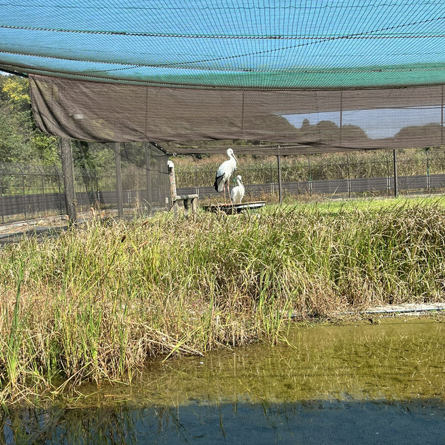 千葉県野田市【コウノトリの里】