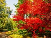 Japanese maple tree