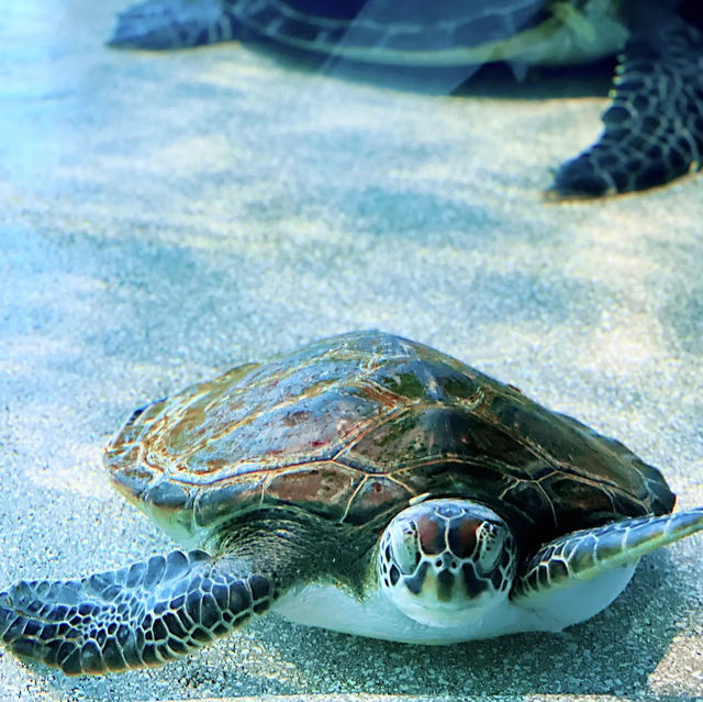 【高知】これが水族館！？海と自然のアドベンチャーミュージアム！高知県立足摺海洋館SATOUMI