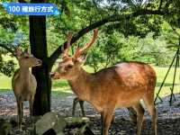 東大寺與梅花鹿，奈良2天1夜行程分享