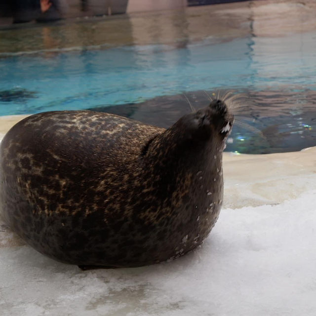 Osaka Aquarium Kaiyukan 🐠🩵
