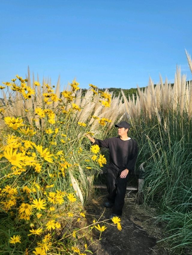 올가을 가장 핫한 부산핑크뮬리 명소
